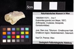 Foto (Objket + Etiketten) von Decapoda indet. 